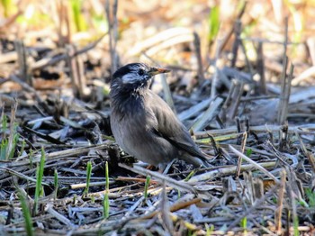 White-cheeked Starling 東京都 Thu, 11/16/2017