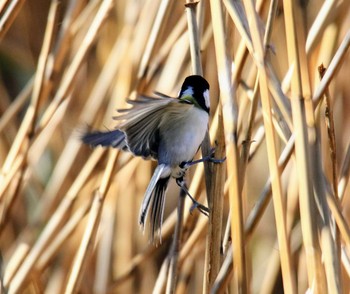 Japanese Tit 東京都 Thu, 11/16/2017