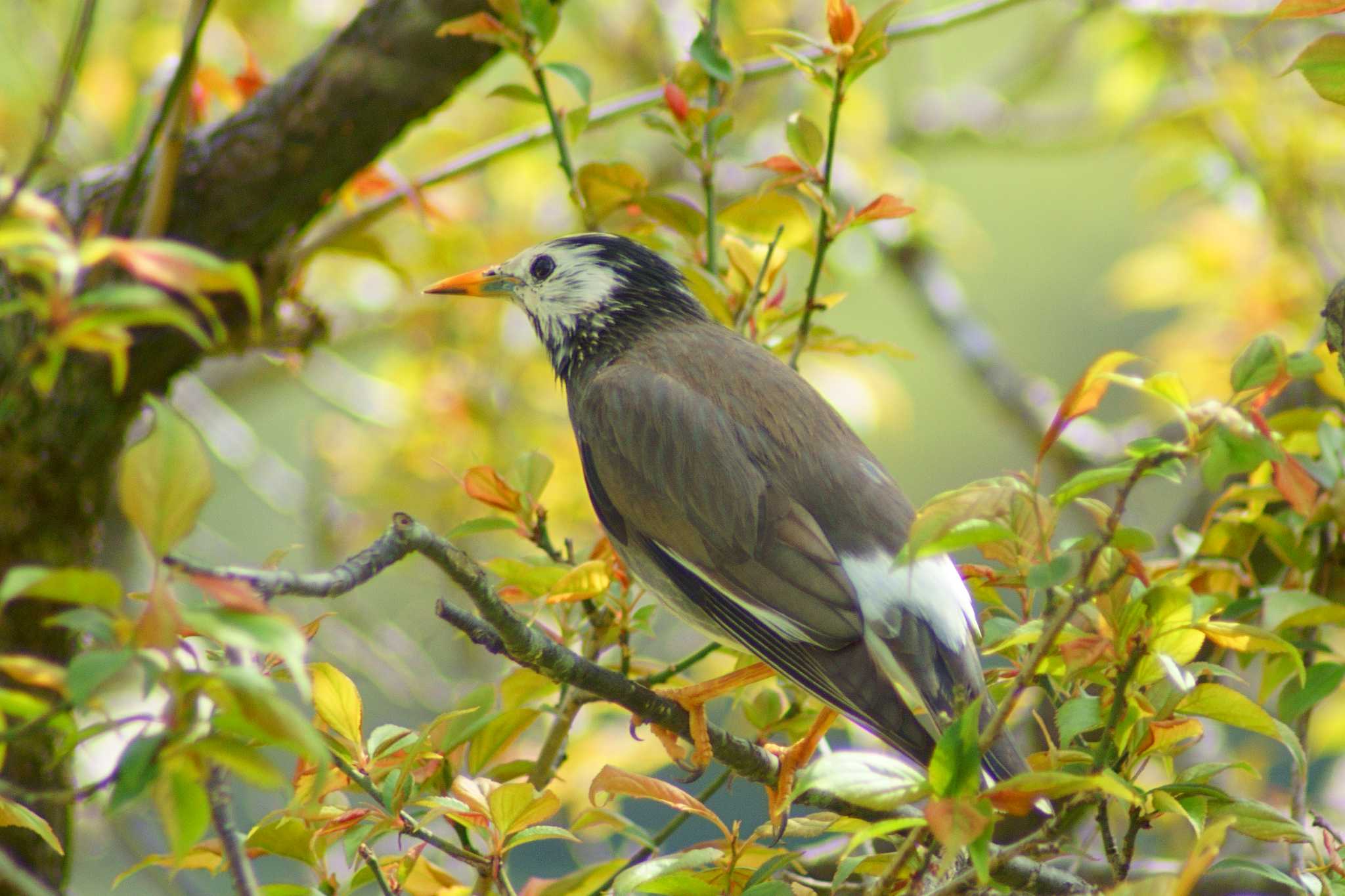 Photo of White-cheeked Starling at 21世紀の森と広場(千葉県松戸市) by uraku