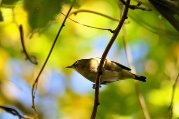 Warbling White-eye 東京都 Thu, 11/16/2017