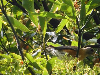 2022年4月13日(水) 熱田神宮の野鳥観察記録