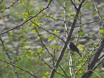 2022年4月12日(火) 浅川(日野市)の野鳥観察記録