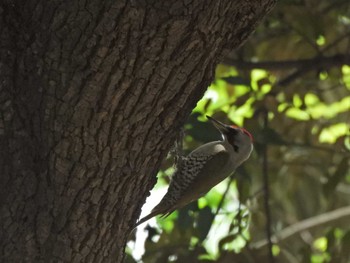 2022年4月13日(水) 黒川清流公園の野鳥観察記録