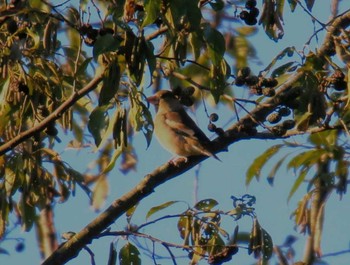 Hawfinch 東京都 Thu, 11/16/2017