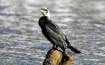 Great Cormorant 東京都 Thu, 11/16/2017