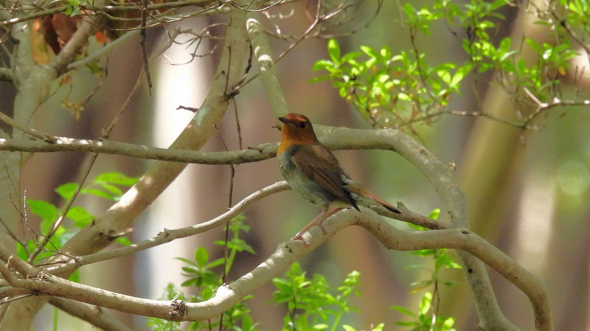 大阪城公園 コマドリの写真 by いしころ