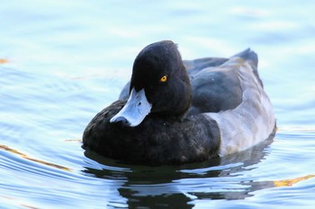 Tufted Duck 東京都 Thu, 11/16/2017