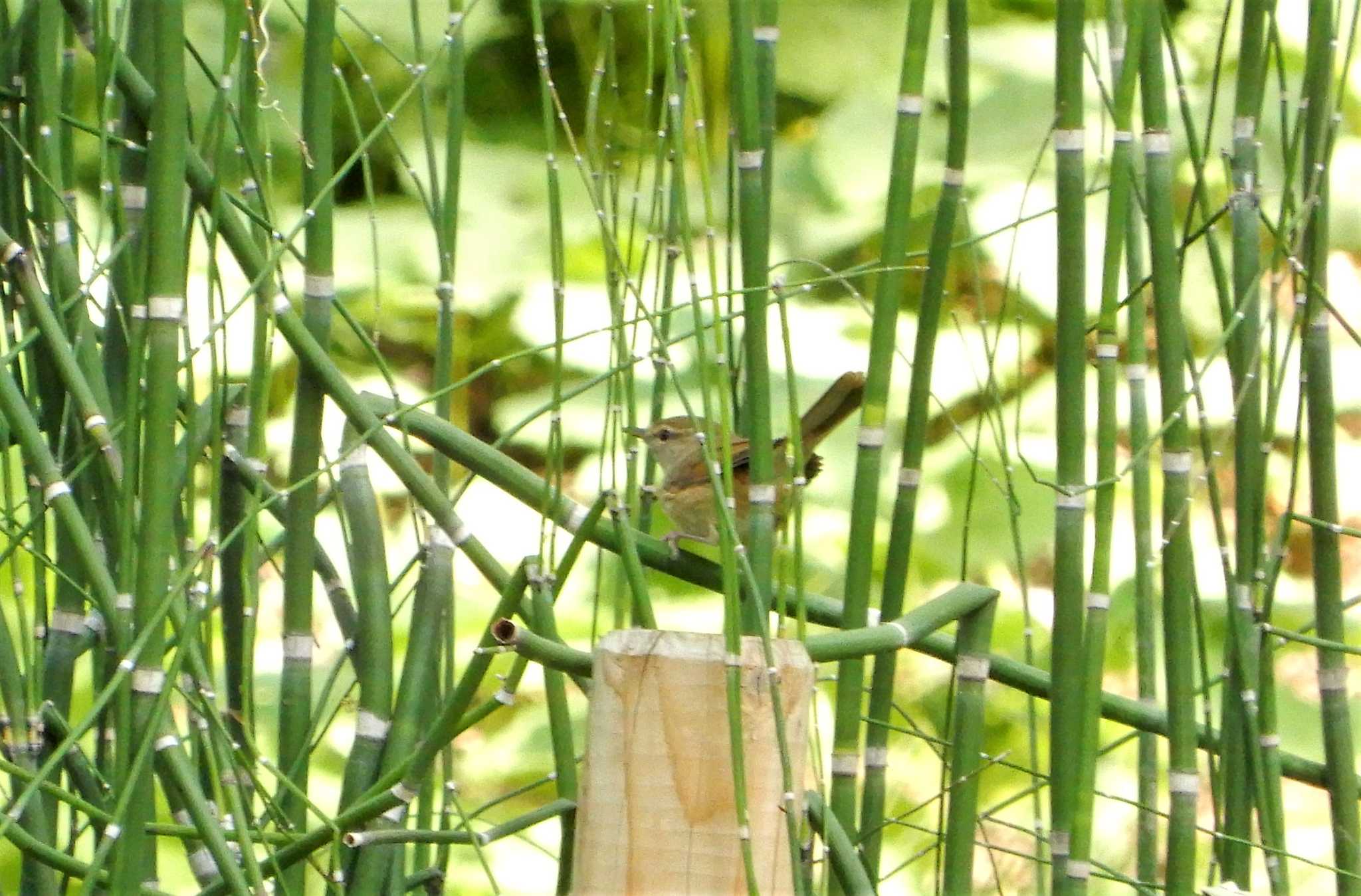 Japanese Bush Warbler