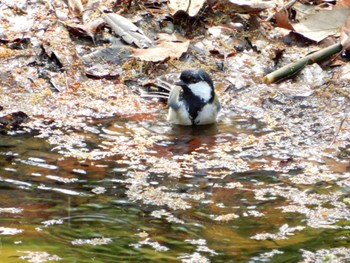 2022年4月13日(水) 新宿中央公園の野鳥観察記録