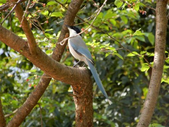 Azure-winged Magpie 新宿中央公園 Wed, 4/13/2022