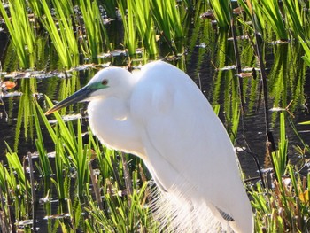 Great Egret 膳所城跡公園 Fri, 4/8/2022