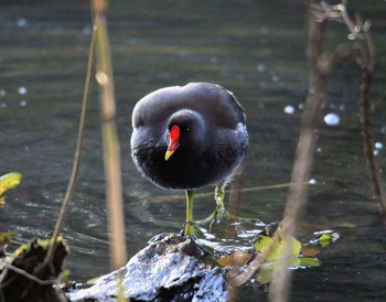 Common Moorhen 東京都 Thu, 11/16/2017