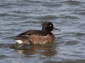 Tufted Duck Isanuma Mon, 4/11/2022