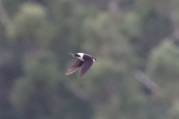 Western House Martin