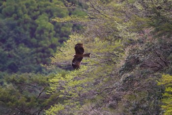 トビ 大台ヶ原 2022年4月13日(水)