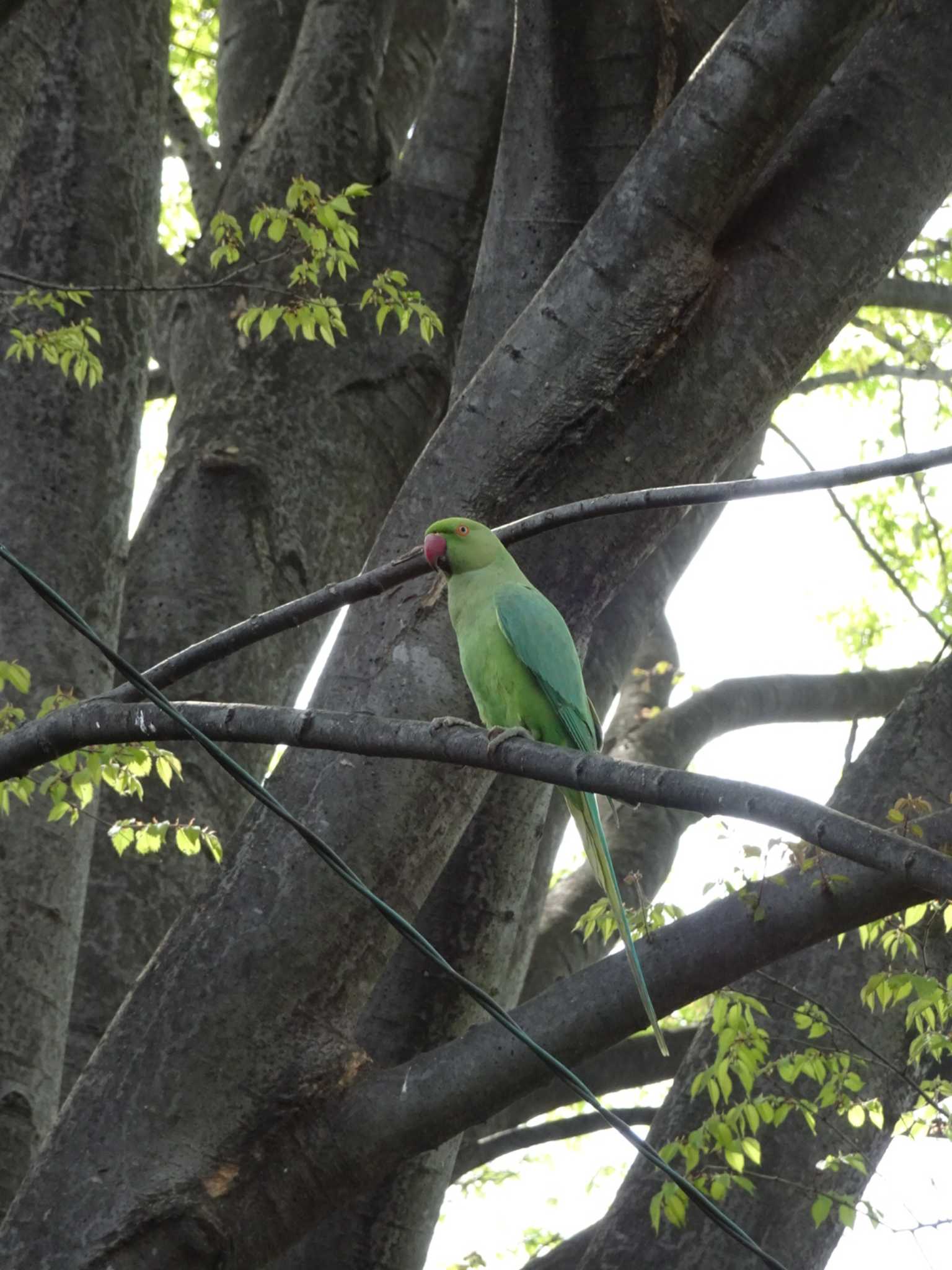 野川 ワカケホンセイインコの写真 by potyako