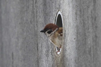 スズメ 池子の森自然公園 2022年4月13日(水)