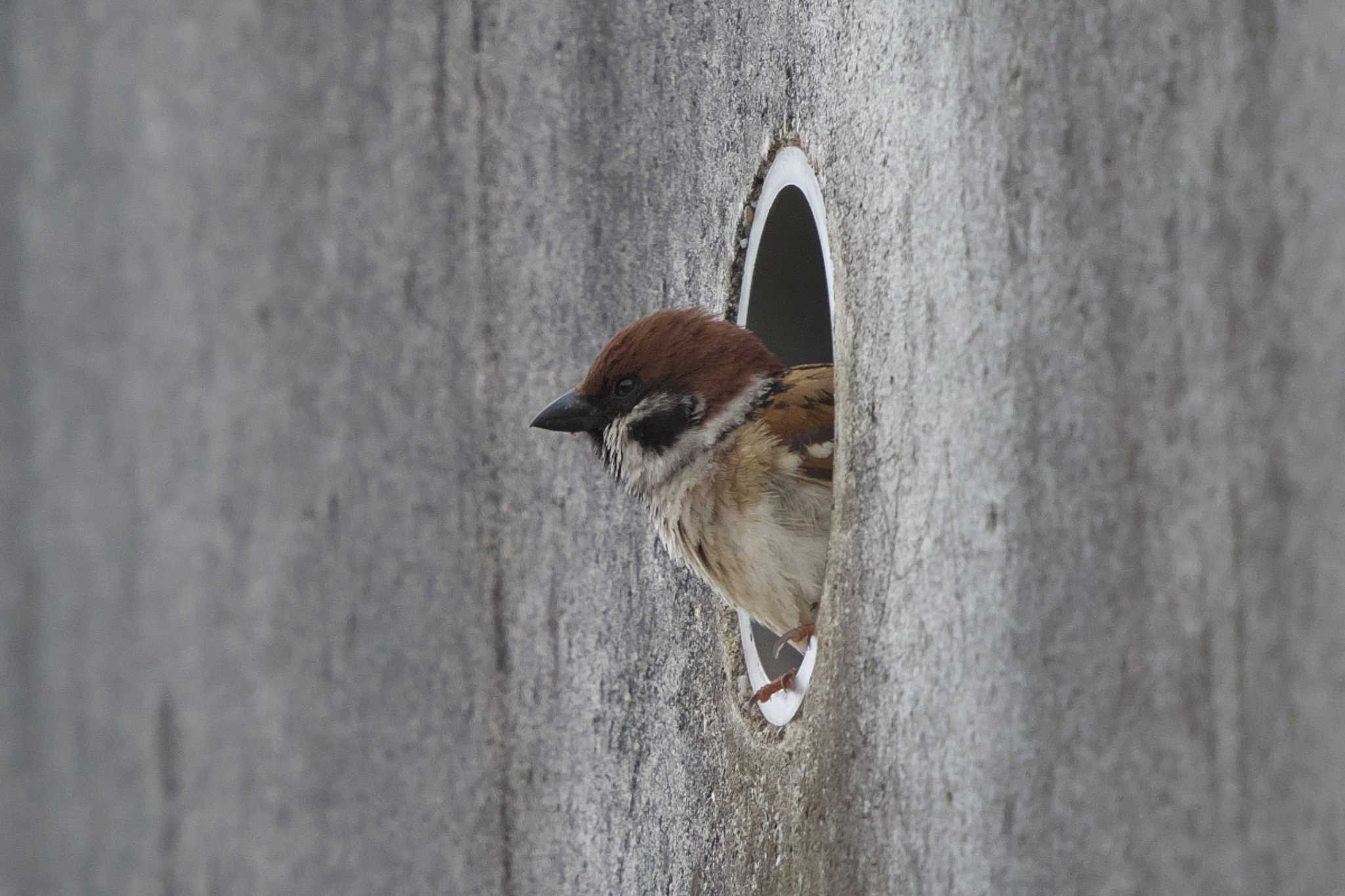 Photo of Eurasian Tree Sparrow at 池子の森自然公園 by Y. Watanabe