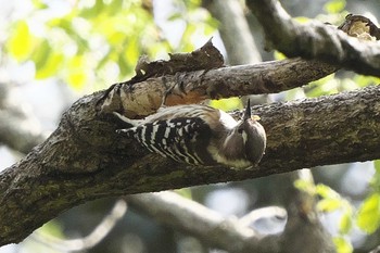 Japanese Pygmy Woodpecker 池子の森自然公園 Wed, 4/13/2022