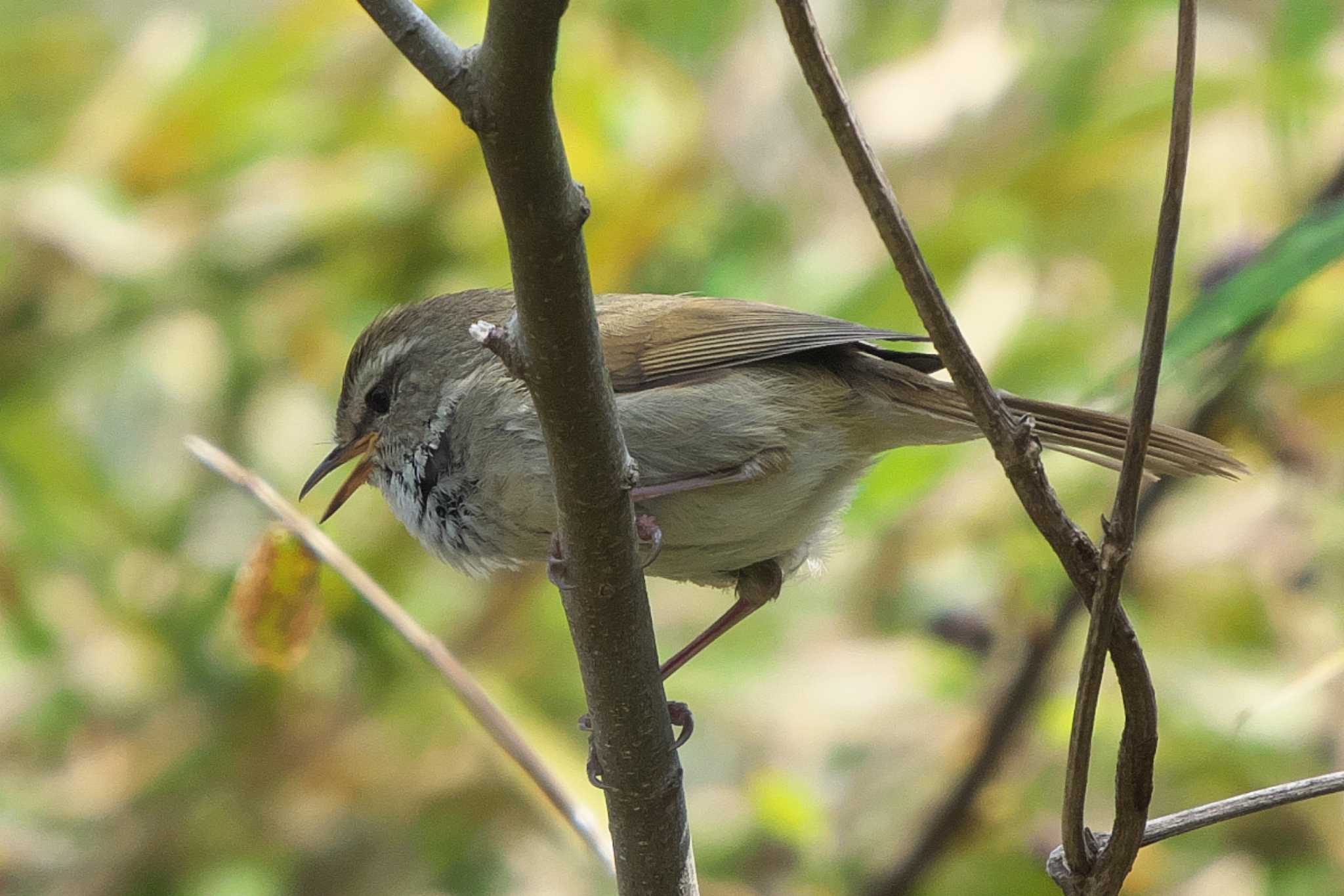 Photo of Japanese Bush Warbler at 池子の森自然公園 by Y. Watanabe