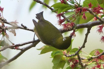 Warbling White-eye 池子の森自然公園 Wed, 4/13/2022