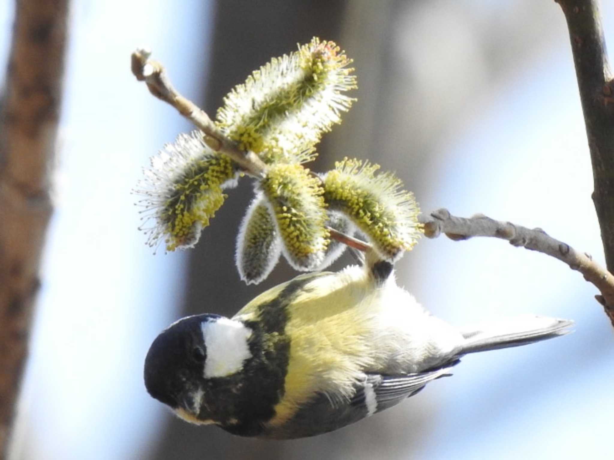 シジュウカラ