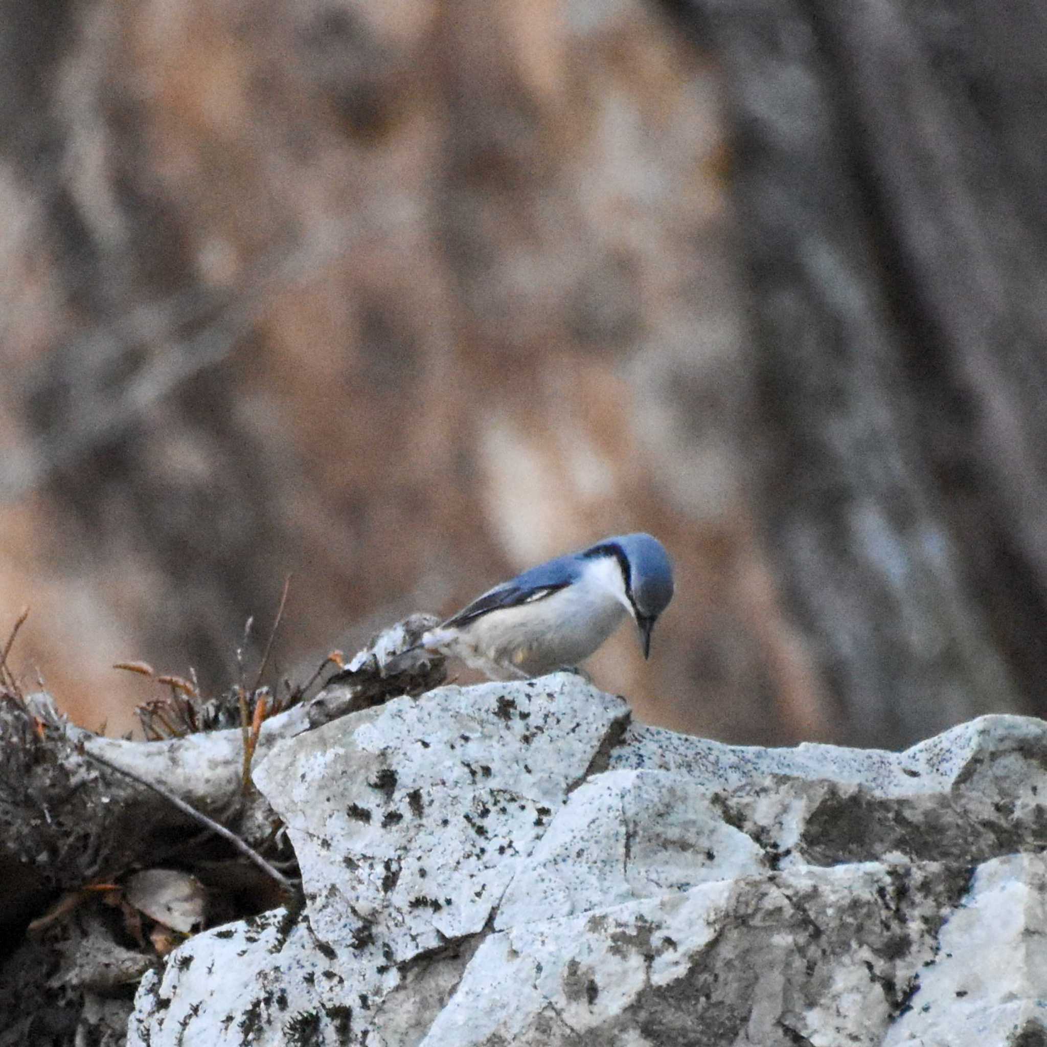 Photo of Eurasian Nuthatch at 雲取山 by Mr.Quiet