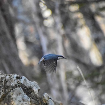 Eurasian Nuthatch 雲取山 Sun, 4/10/2022