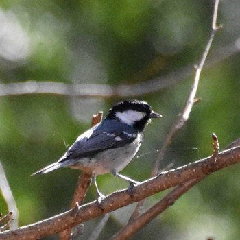 Japanese Tit 雲取山 Sun, 4/10/2022