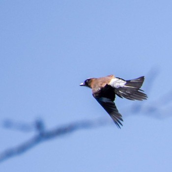 Eurasian Jay 雲取山 Sun, 4/10/2022