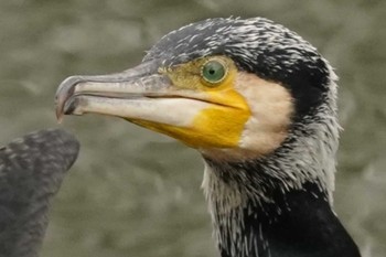 2022年4月13日(水) 大阪城公園、大川の野鳥観察記録