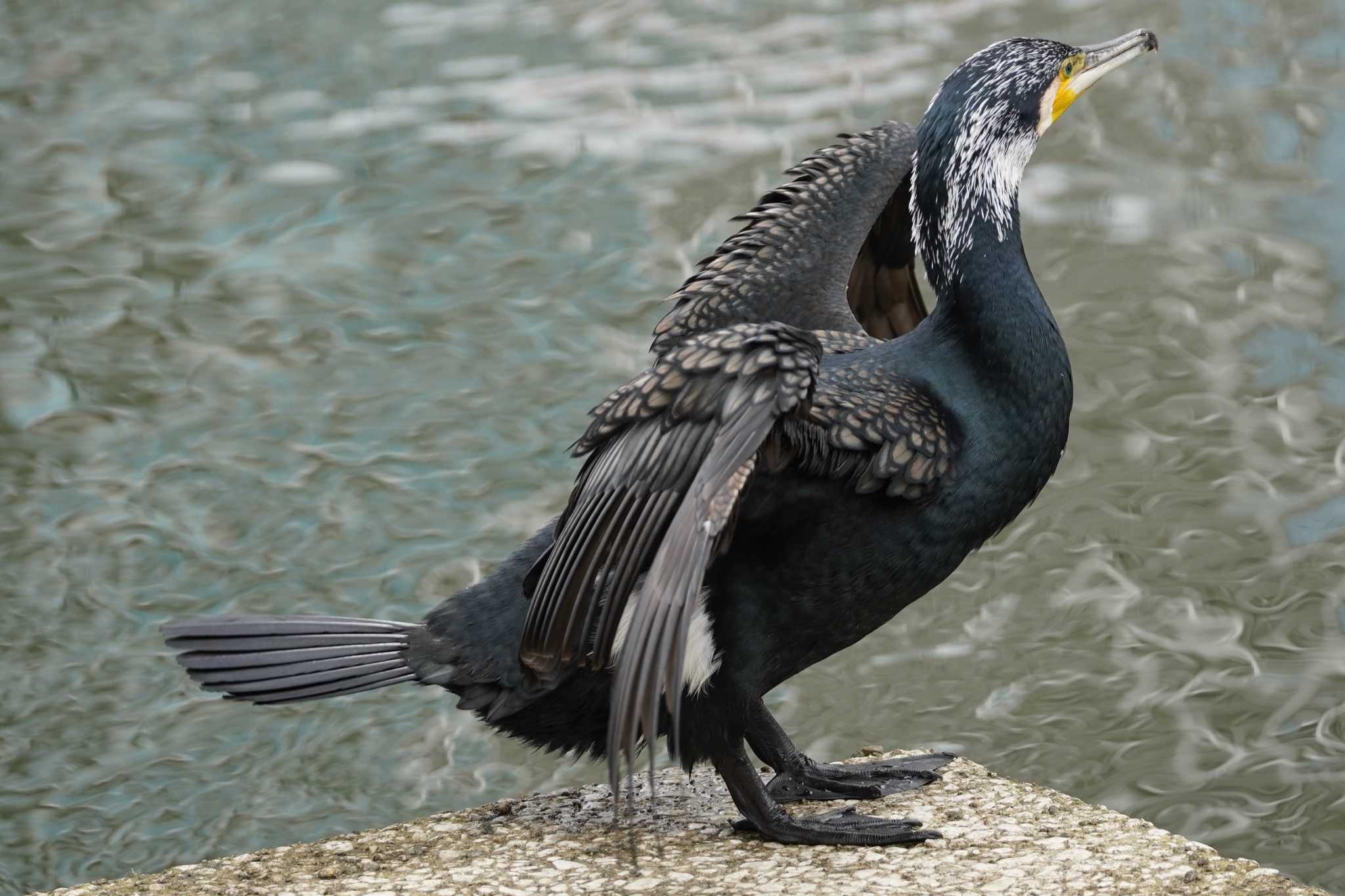 大阪城公園、大川 カワウの写真 by Tsubasa Abu