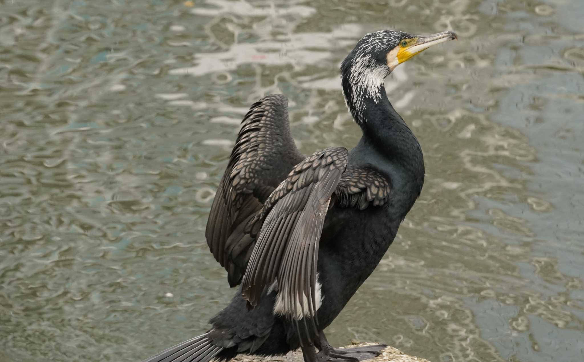 大阪城公園、大川 カワウの写真 by Tsubasa Abu