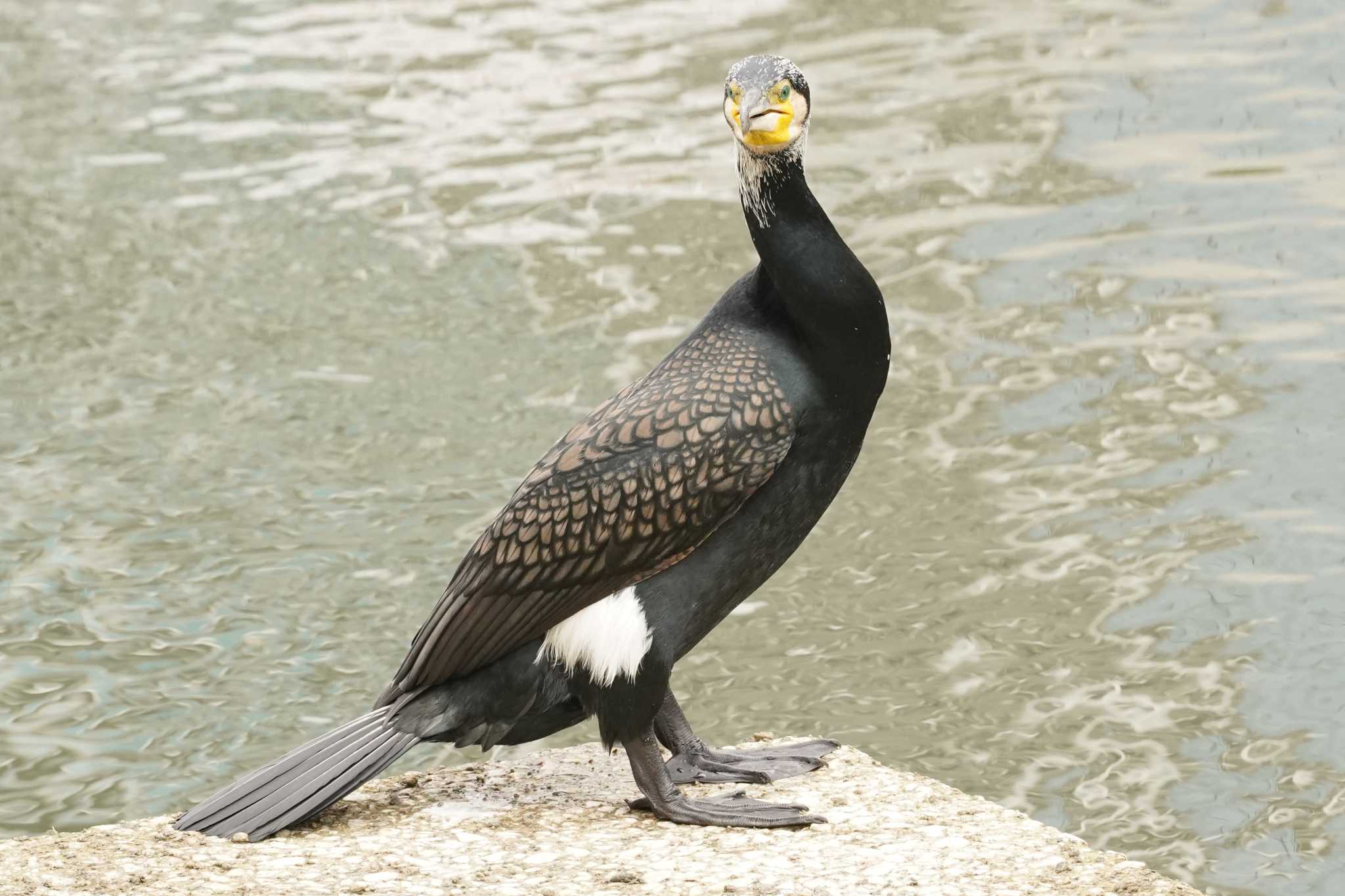 大阪城公園、大川 カワウの写真 by Tsubasa Abu