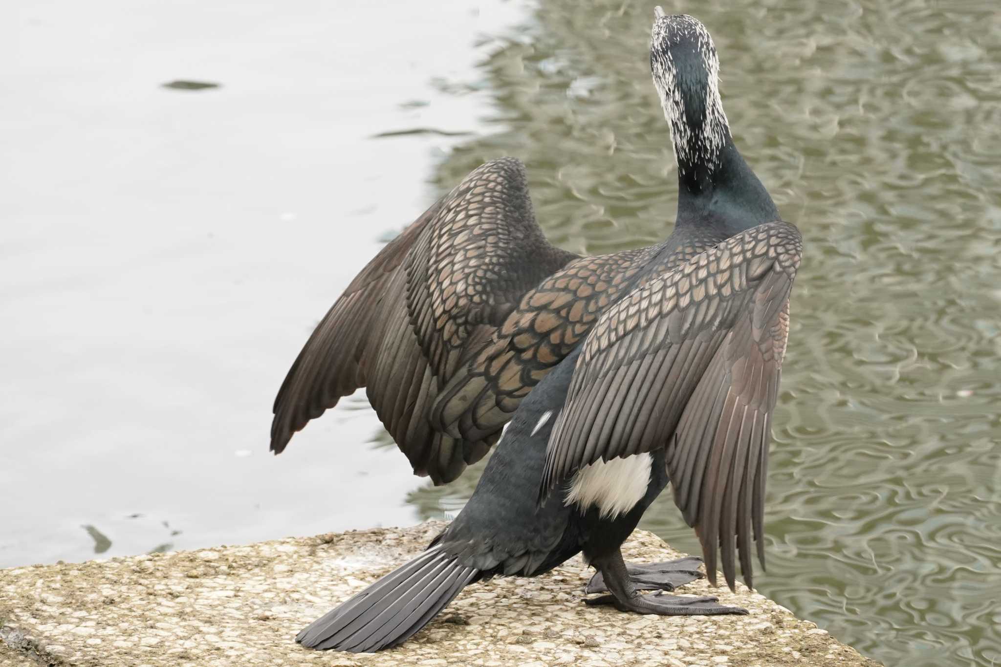 大阪城公園、大川 カワウの写真 by Tsubasa Abu