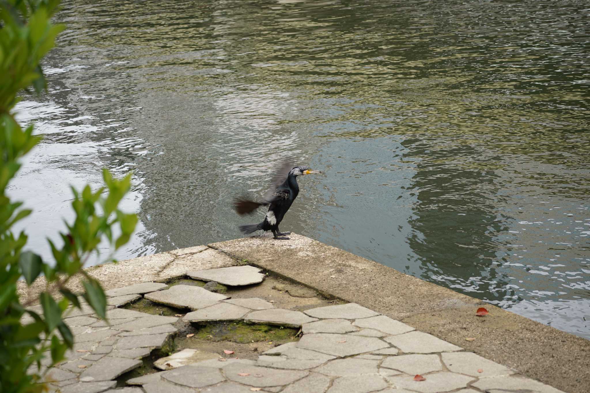 大阪城公園、大川 カワウの写真 by Tsubasa Abu