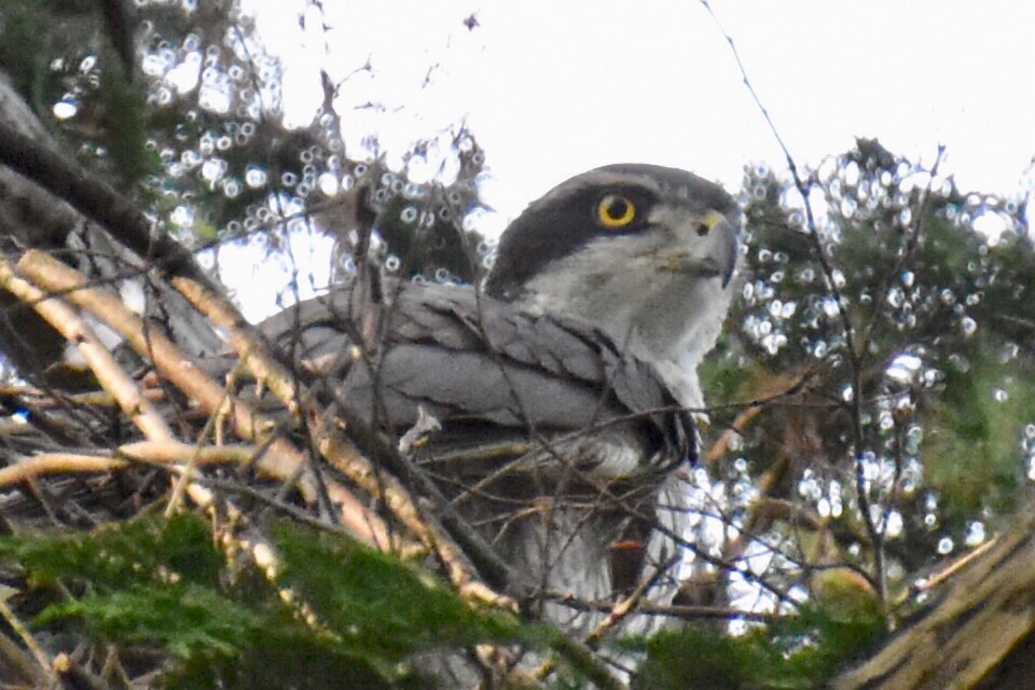 井の頭公園 オオタカの写真