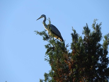 Grey Heron あきる野市秋川（秋川橋～佳月橋） Sat, 11/11/2017