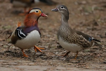 Mandarin Duck Maruyama Park Wed, 4/13/2022