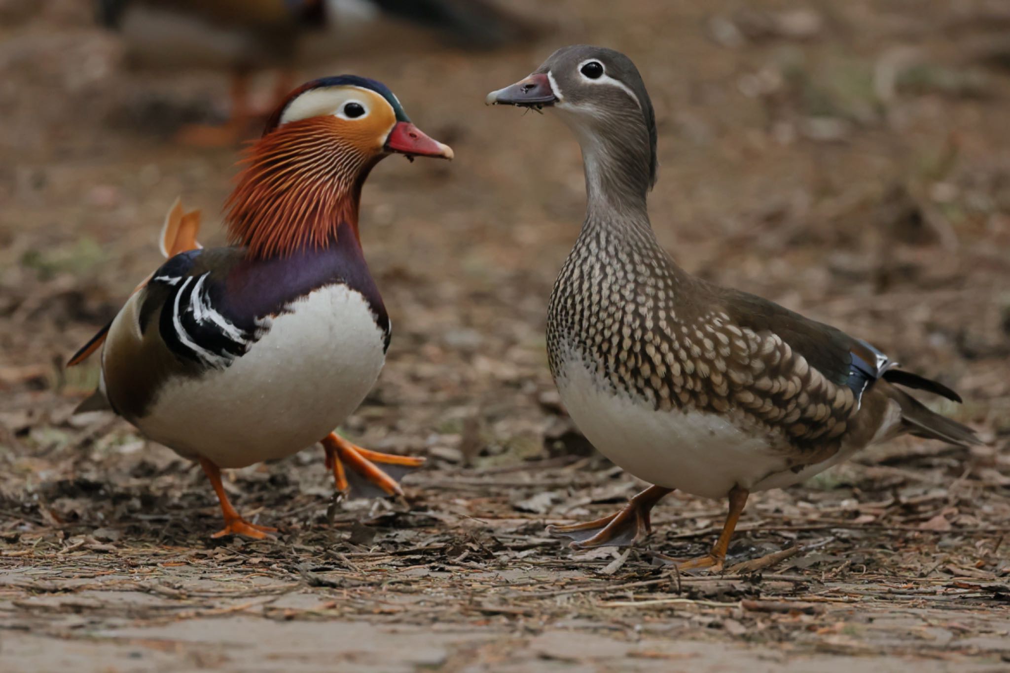 Photo of Mandarin Duck at Maruyama Park by ウレシカ