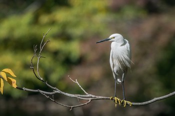 コサギ 明石公園 2017年11月12日(日)