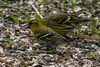 2022年4月13日(水) 福井緑地(札幌市西区)の野鳥観察記録