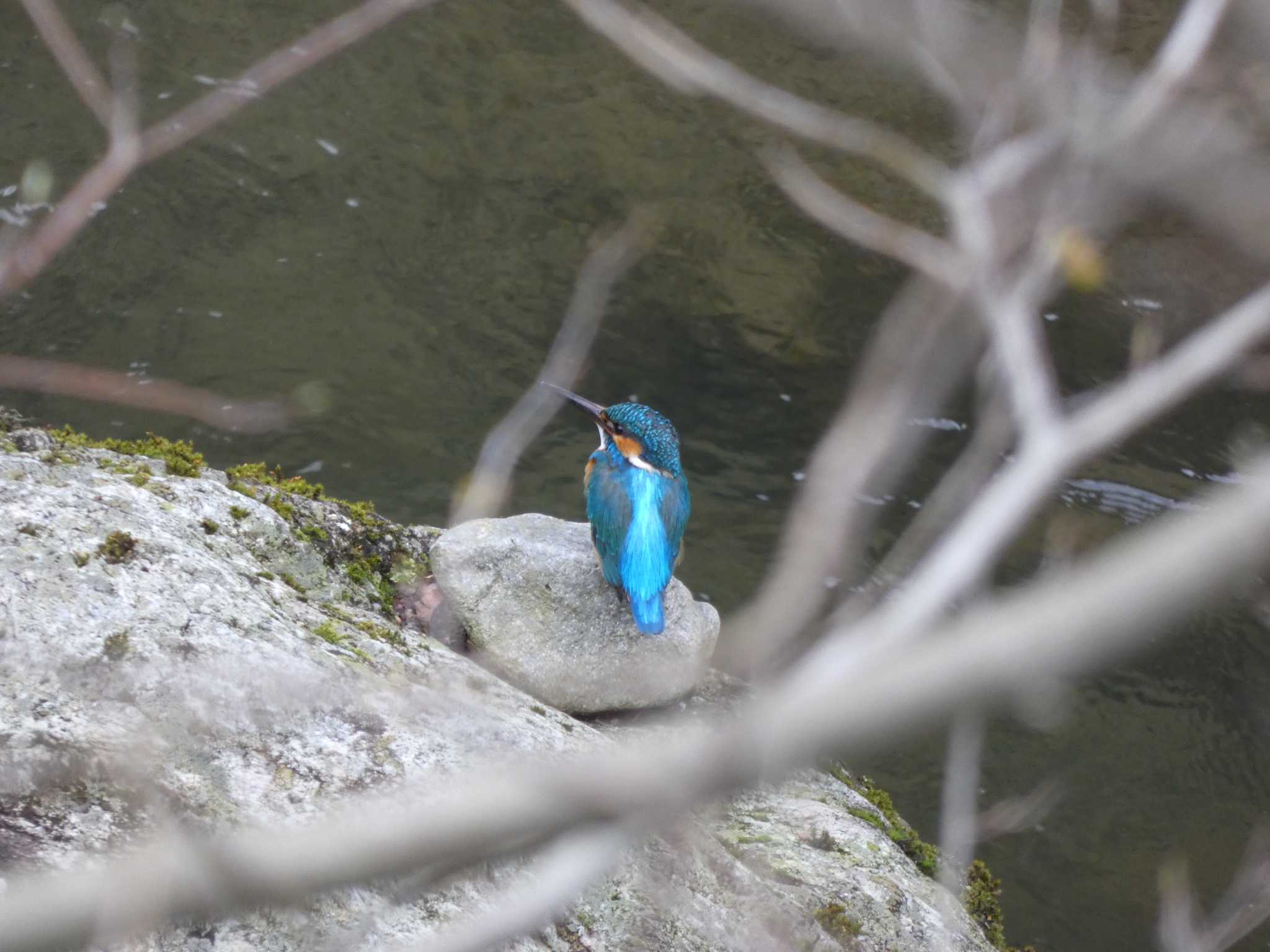 あきる野市 カワセミの写真