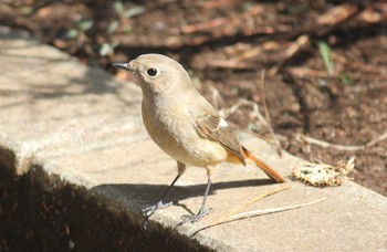 Daurian Redstart 東京 Sun, 3/20/2022