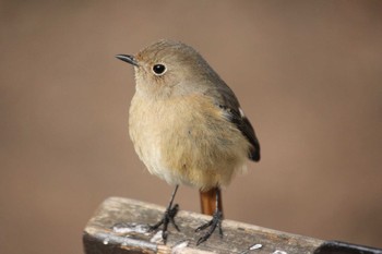 Daurian Redstart 東京 Sun, 1/23/2022