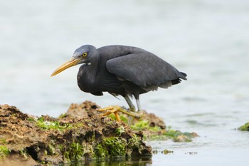 Sat, 4/9/2022 Birding report at Ishigaki Island