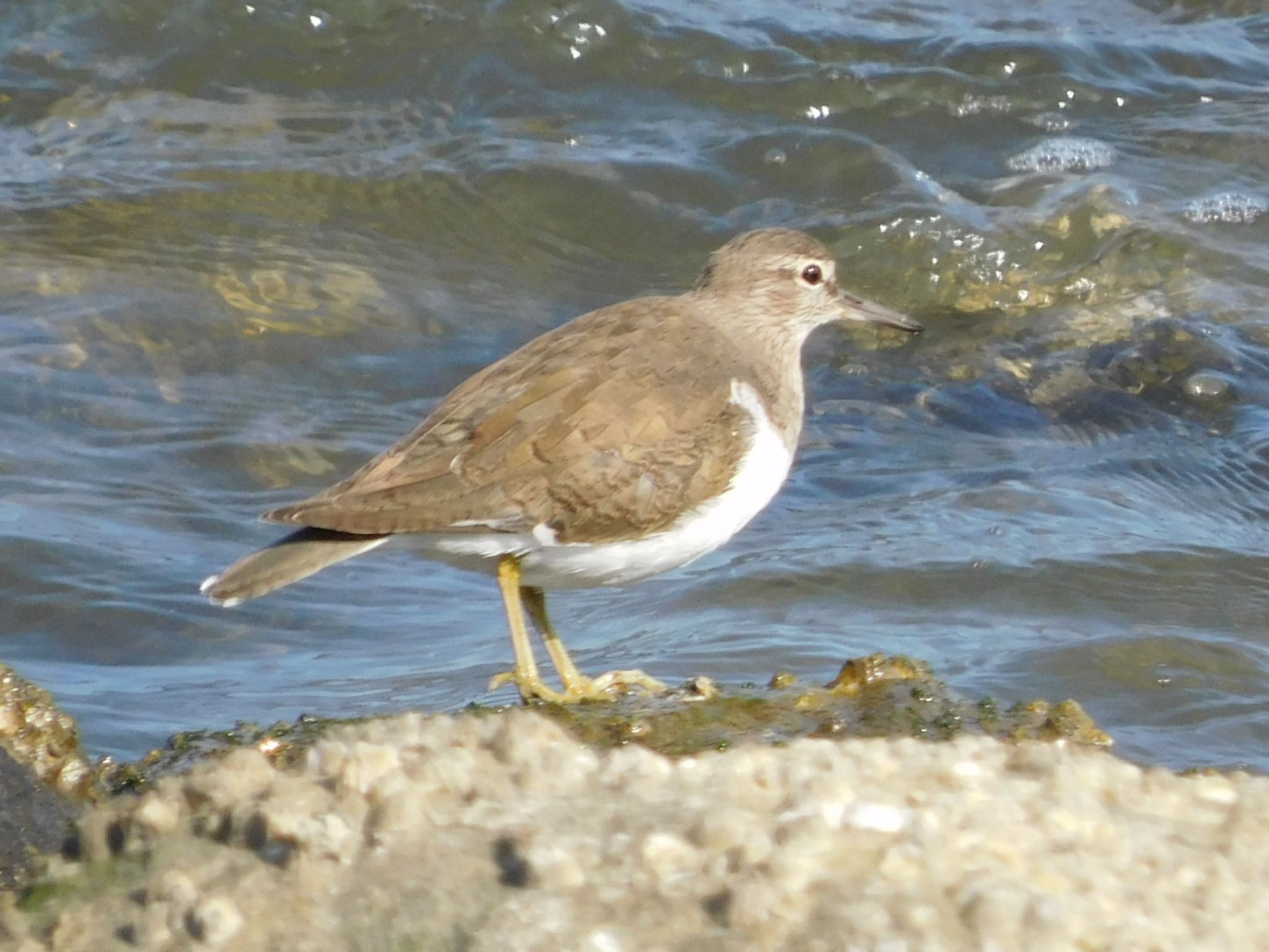 東京港野鳥公園 イソシギの写真