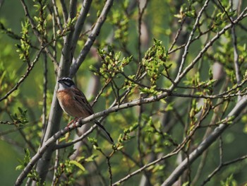 2022年4月13日(水) 境川遊水地公園の野鳥観察記録