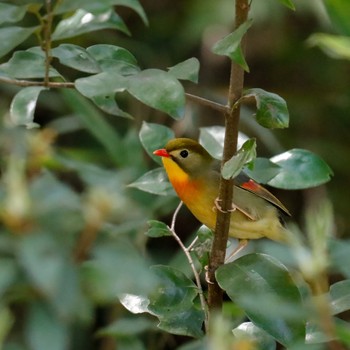 Red-billed Leiothrix 愛知県尾張旭市 Sun, 4/10/2022