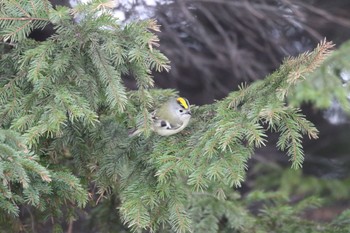 キクイタダキ 札幌モエレ沼公園 2022年4月11日(月)